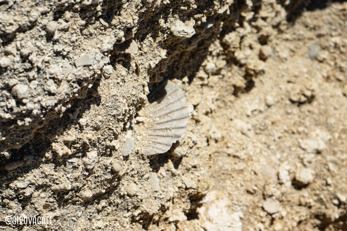 Pianosa fossile trekking Azimut Treks