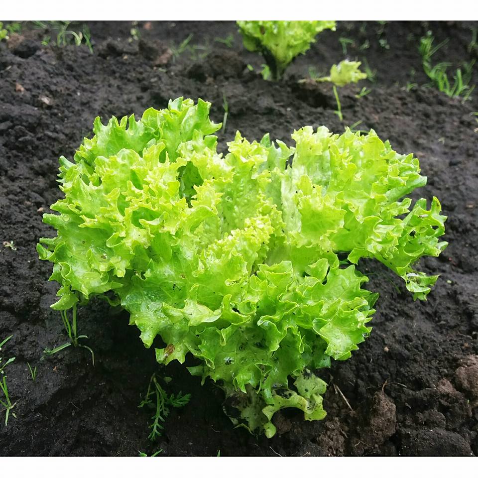 Lechuga Crespa C U Don Fruto