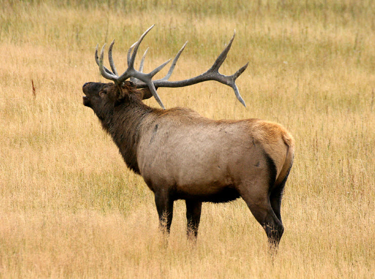 Asian Elk 53