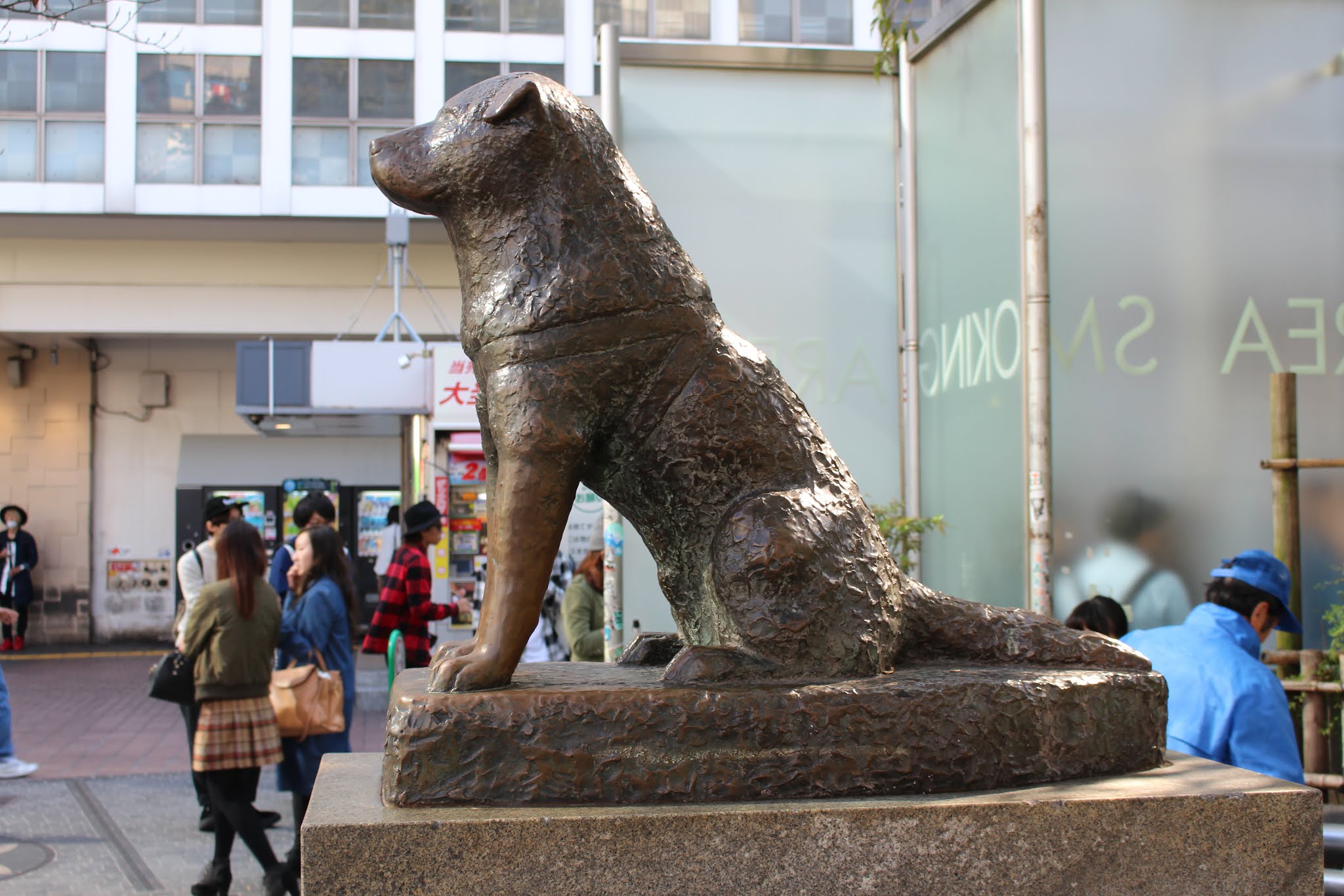 Хатико в каком городе. Статуя Хатико. Памятник Хатико в Токио. Статуя собаки «Hachiko»,. Чучело Хатико.