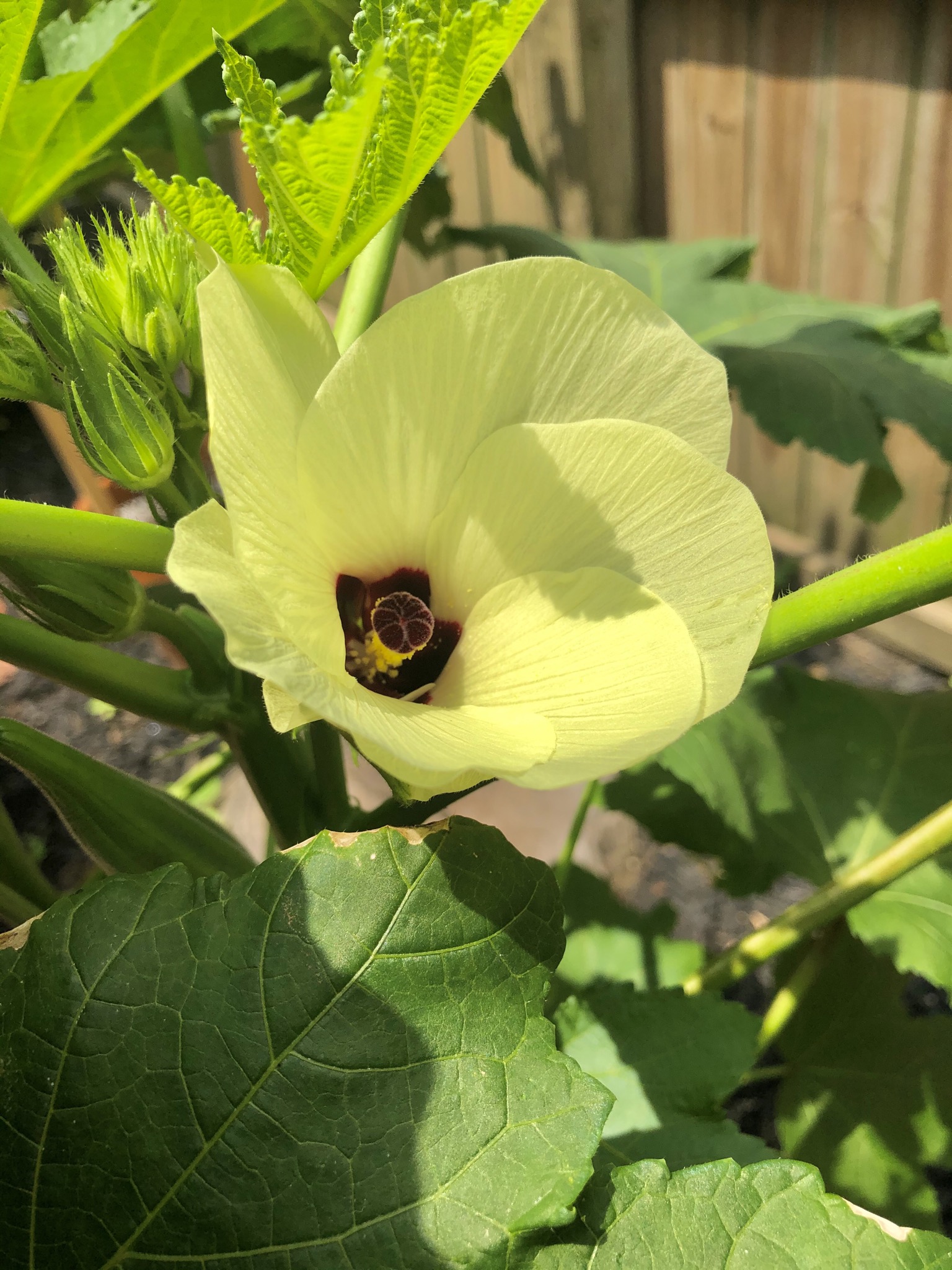 Okra blossom