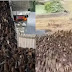 Tailândia convoca exército de 10.000 patos pra combater aruás em fazendas e luta será sangrenta