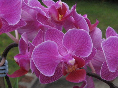 Orquídeas Para Iniciantes