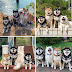 40 Hilarious Dog Posts To Put A Smile On Your Face
