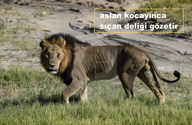 aslan kocayınca sıçan deliği gözetir