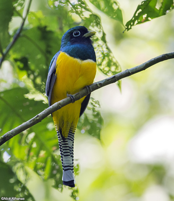 Aves De Costa Rica 16