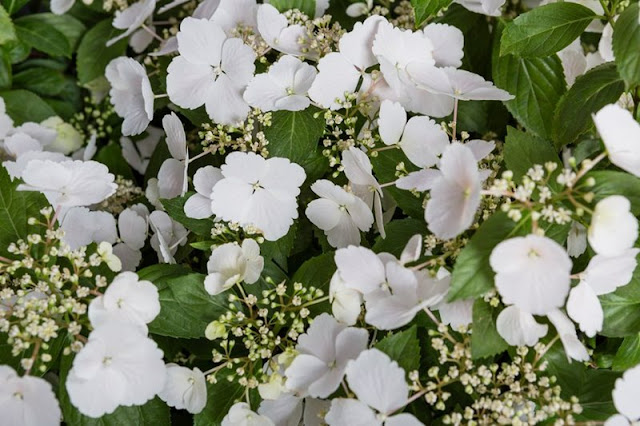 Chelsea Flower Show 2018