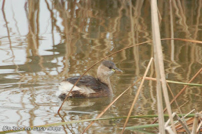 Cabusset (Tachybaptus ruficollis)