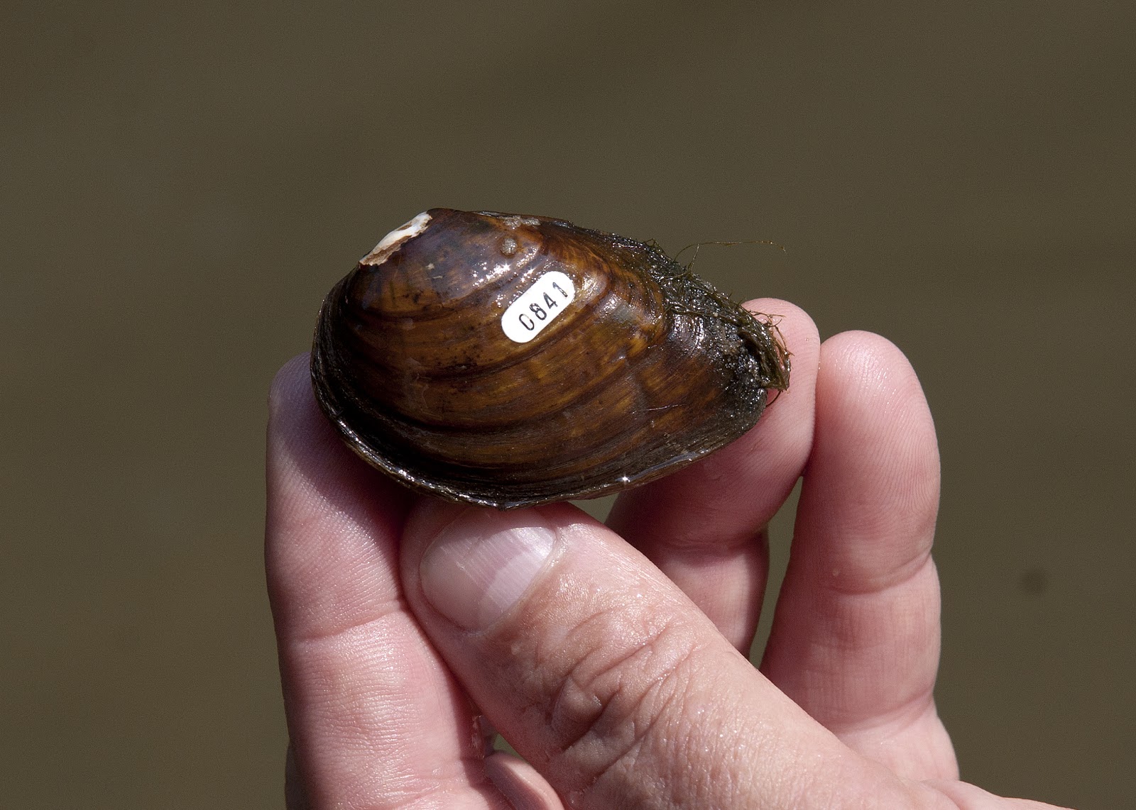 Environmental Almanac An update on endangered mussels reintroduced in