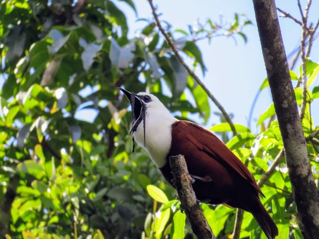 Costa Rica Birds: three-wattled bell bird