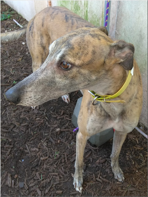 New Friends of Greyhounds guest Fella