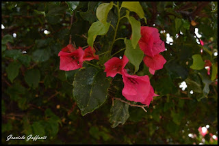 Flores Fotografía Graciela Guffanti