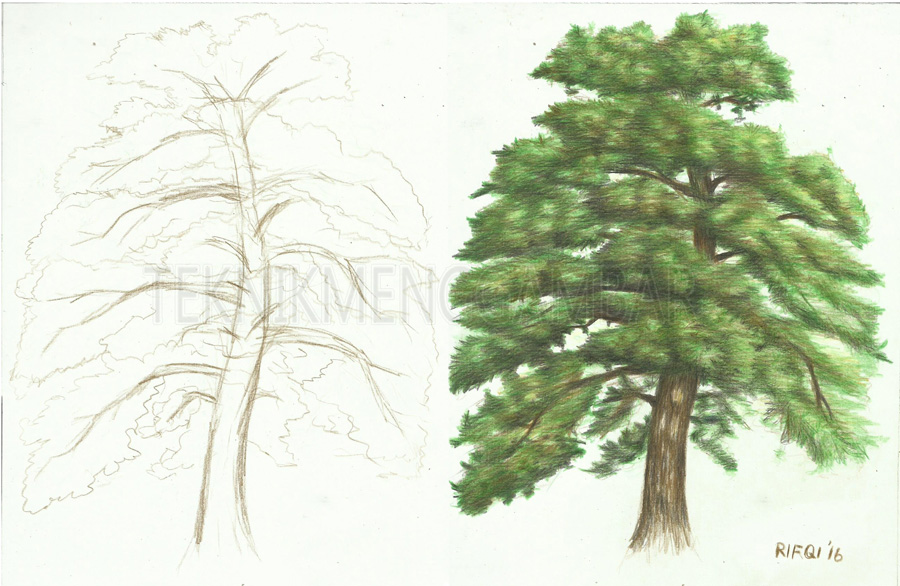 Cara Menggambar Pohon Pinus