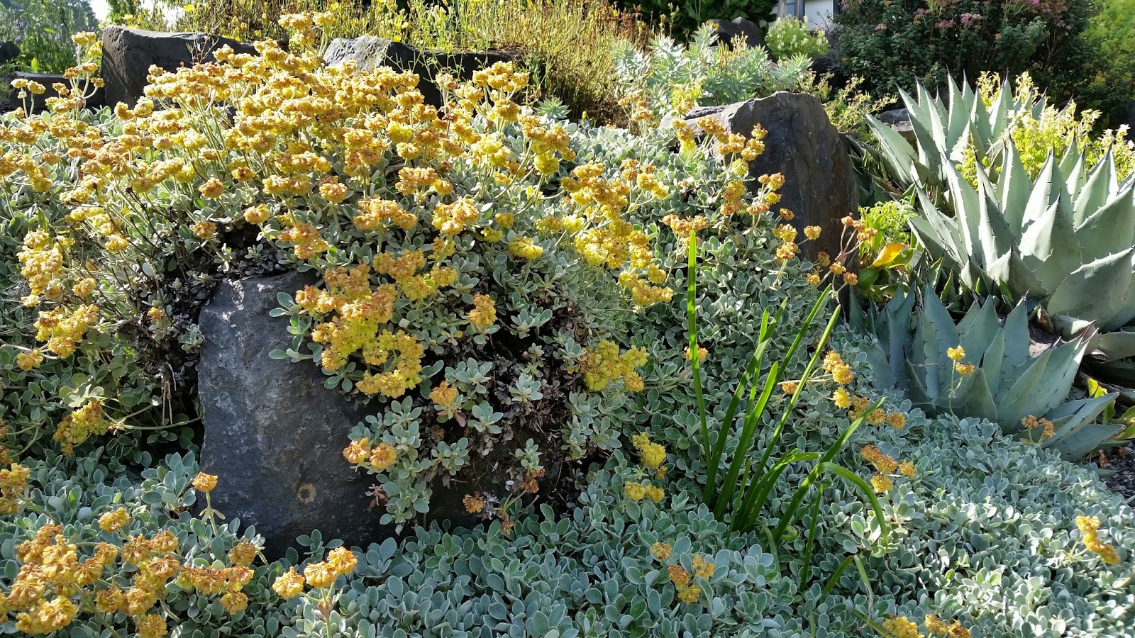 A J Rahn Greenhouses Sweet Broom Plant