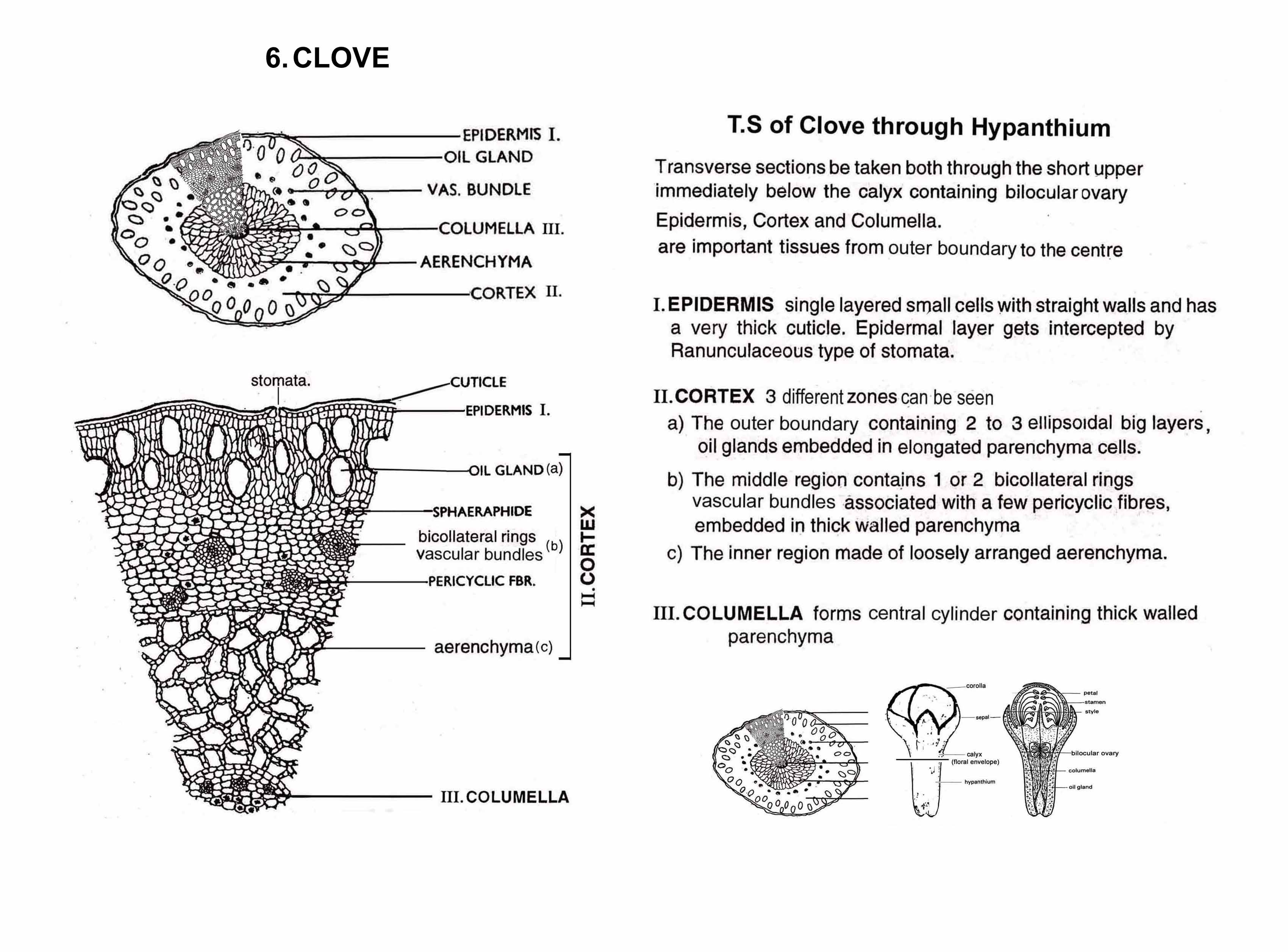 Phyto Chemicals I D PHARM CHAPTER 8 of Pharmacognosy GROSS ANATOMICAL
