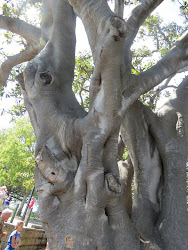 A Magnificent Old Tree