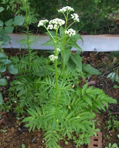 Valerian whole plant