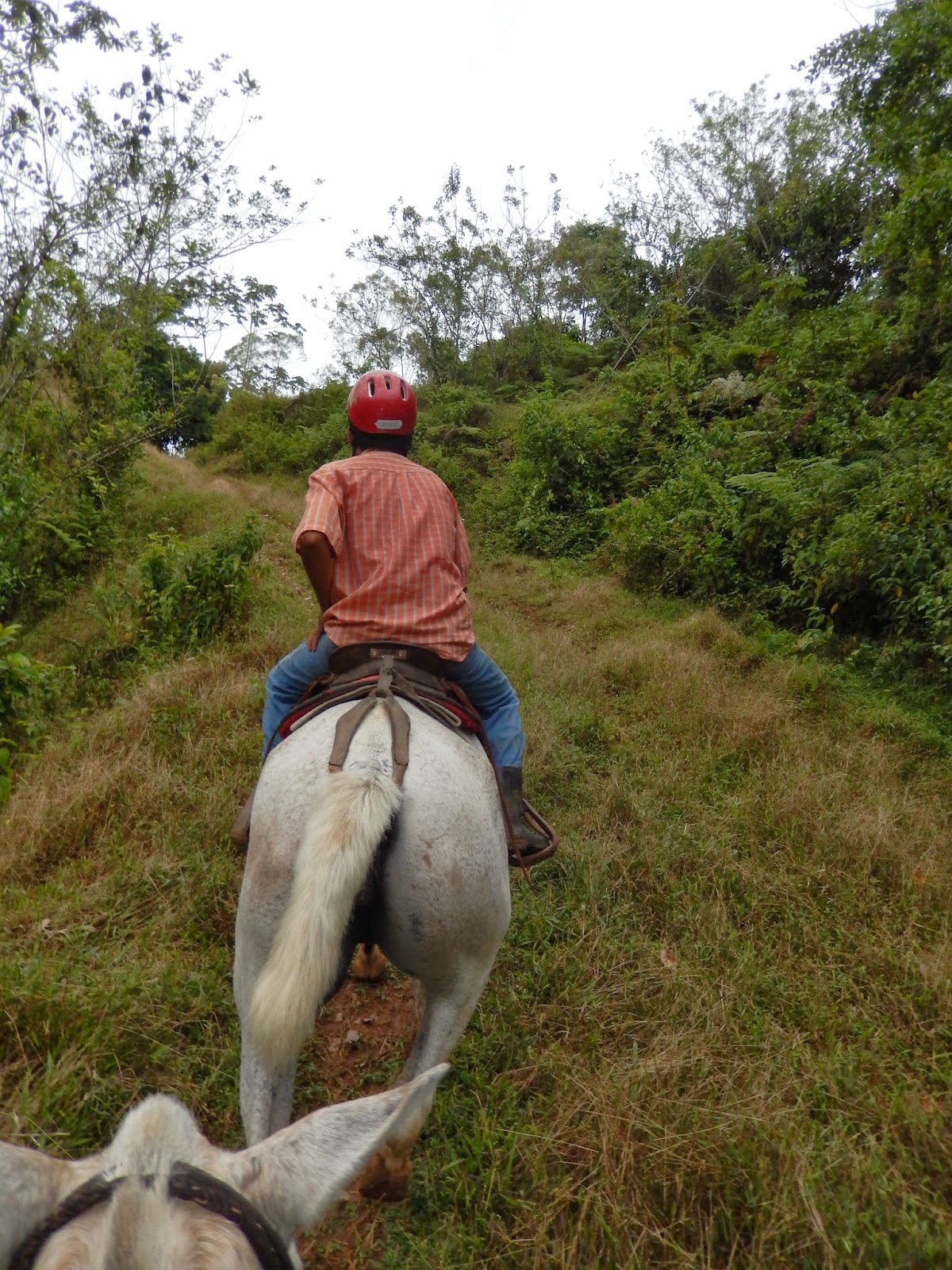 Carla's Got The Travel Bug Horse Back Riding In The Rainforest