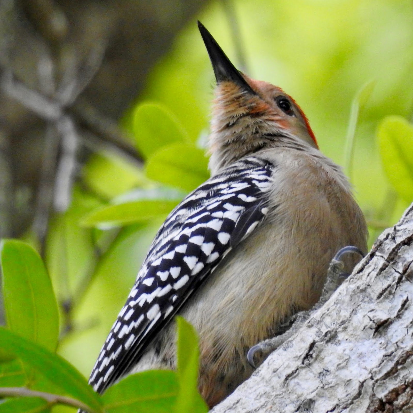 Wildewood Wonders: Red-bellied Woodpeckers' mating ritual
