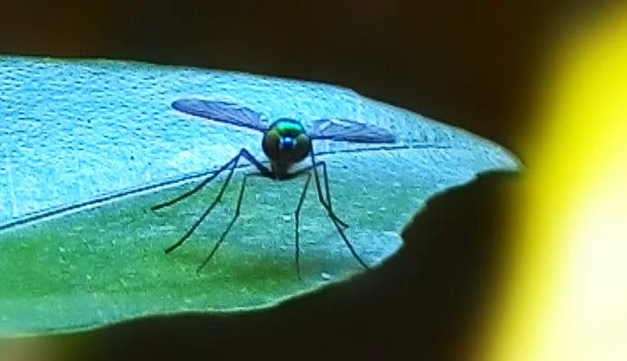 serangga unik