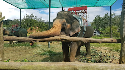 Jazda na słoniu w Tajlandi, Słoń w niewoli