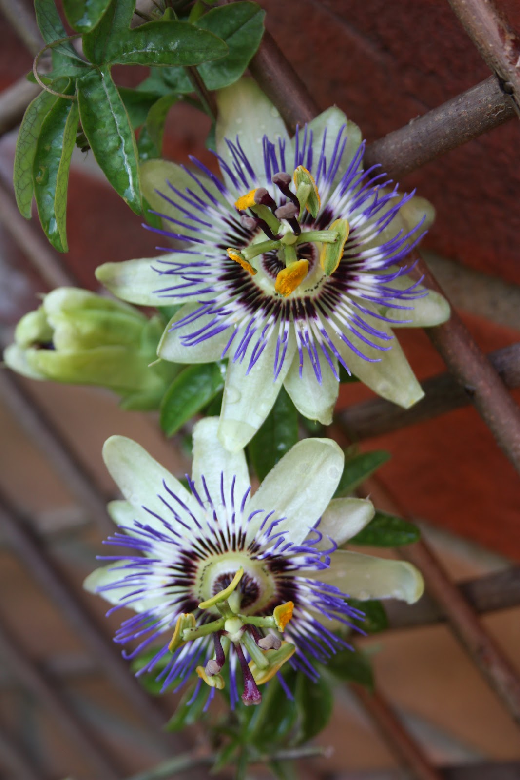 The Natural Year A passion for flowers 'Passion Flowers'