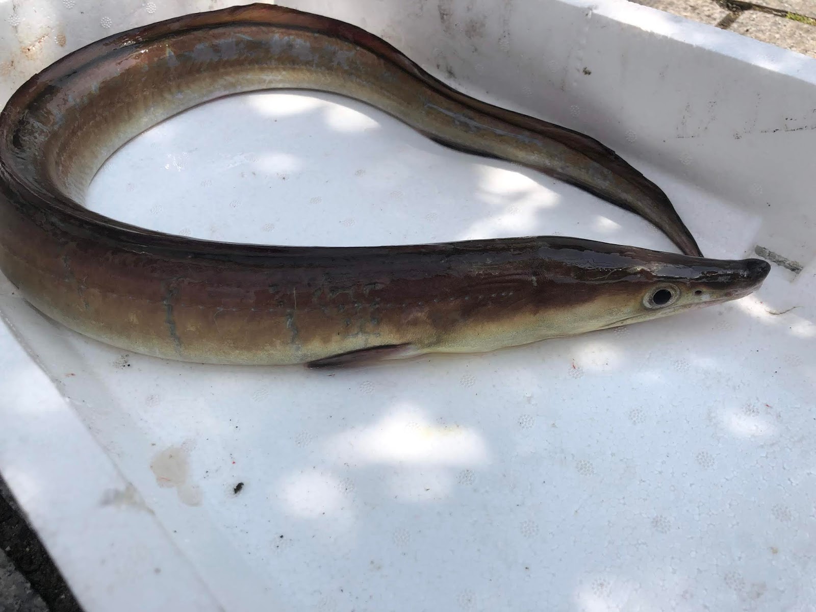 鮨と魚料理の保広ブログ ハモが最盛期