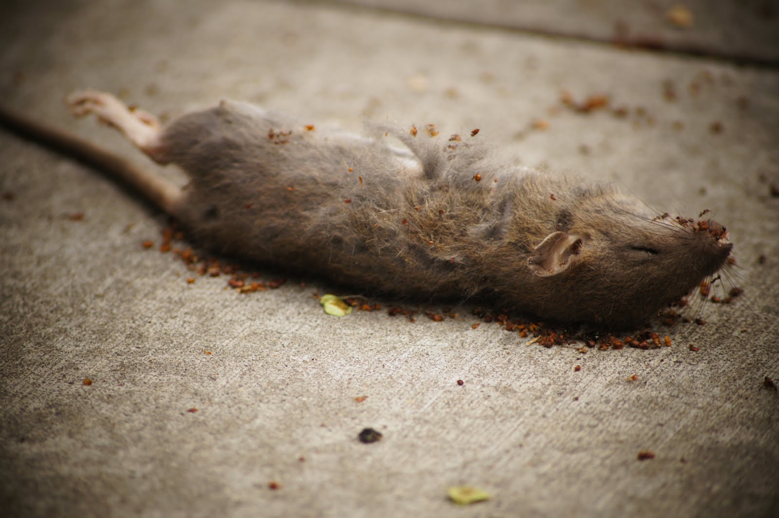 Mice dead on the street stock photo