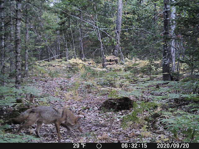 fox on trail cam in woods