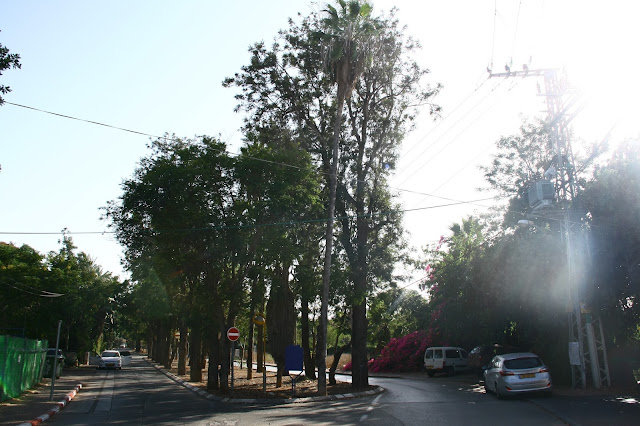 שדרת עצי הגרוילאה בקדימה, צילום אורנה לבנה. רחוב חנקין קדימה