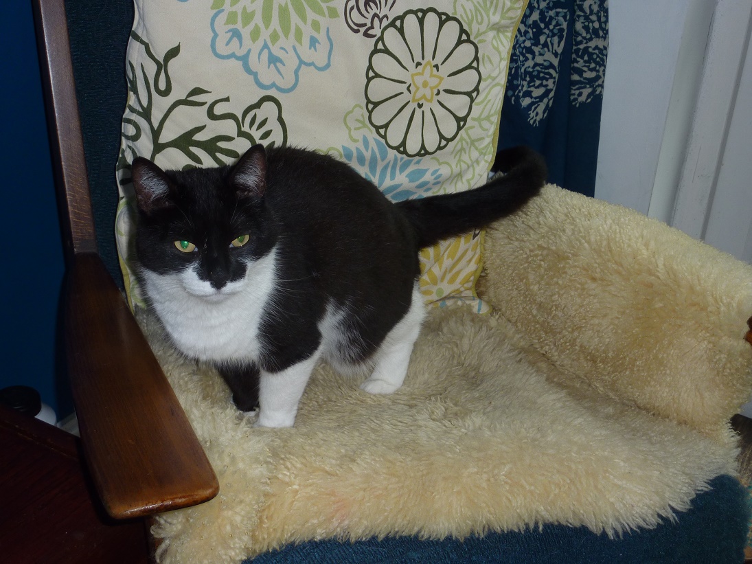 Lancaster & Morecambe Pet Search Lost Cats