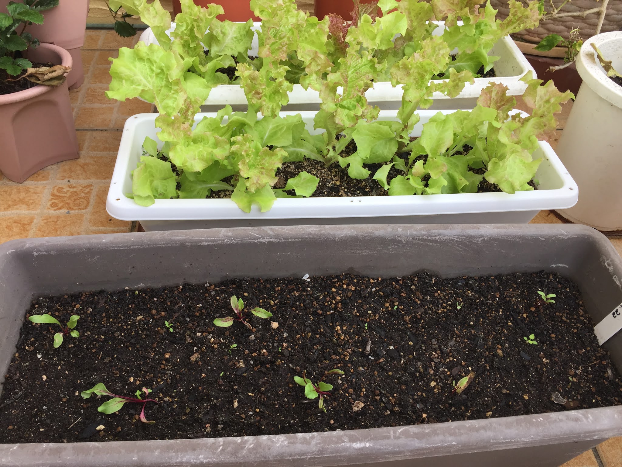 Okinawa Gardener Sunny Lettuce (Red Leaf Lettuce)