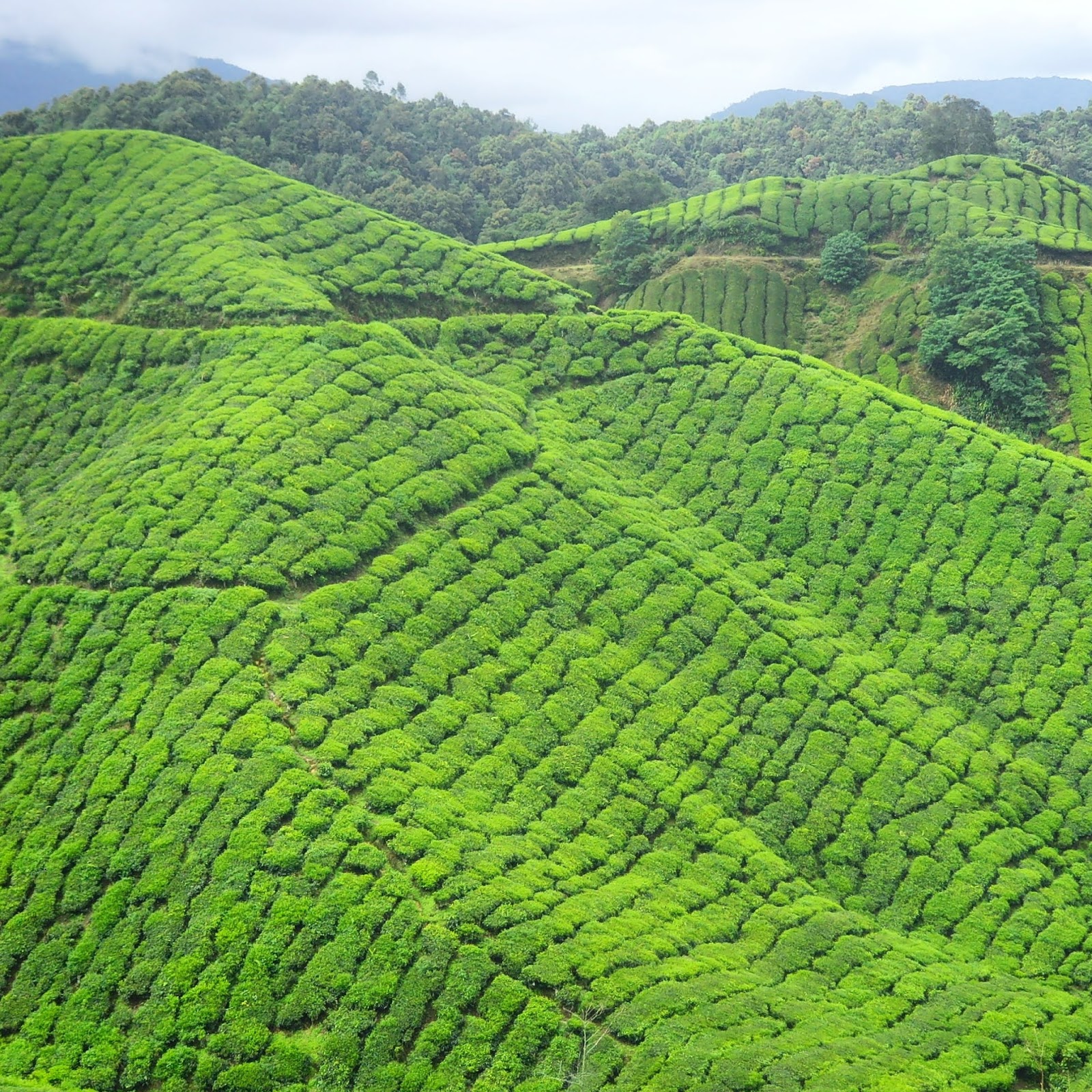 tea plantation green fields cameron highlands