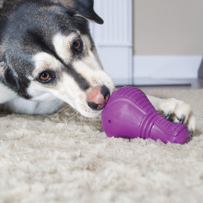 Top Boredom Busters for Dogs Australian Dog Lover