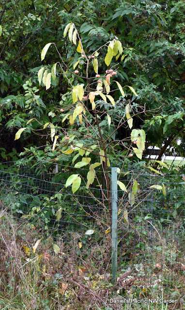 Prairie Star Persimmon