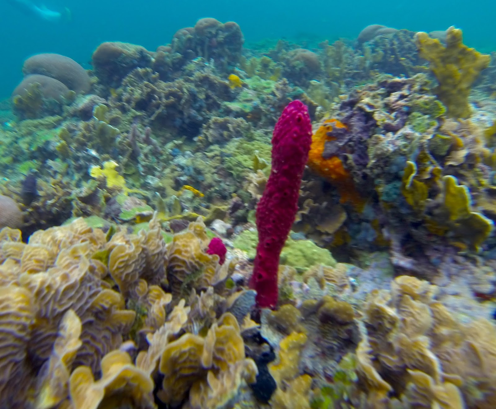 Central America Coral reefs!