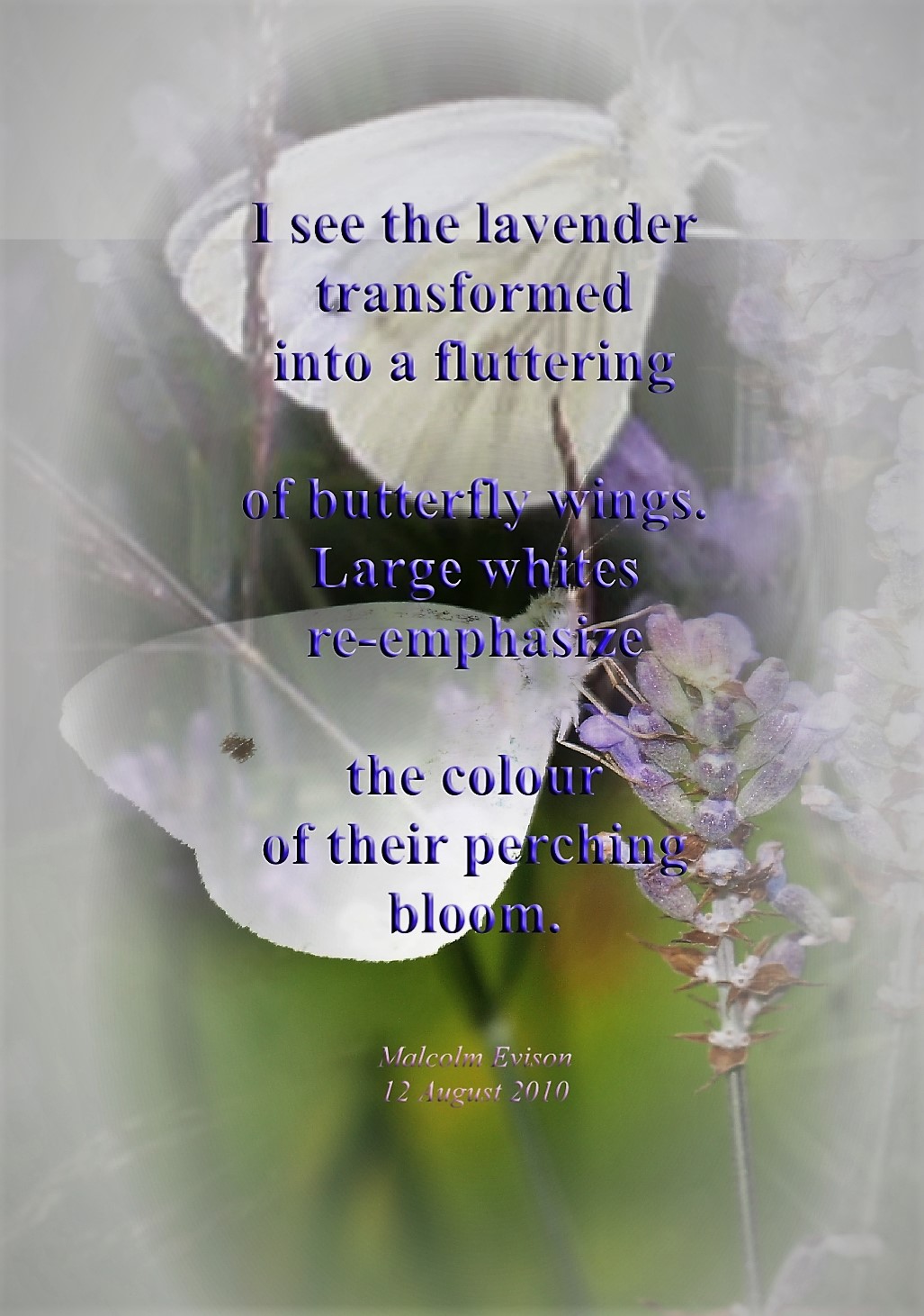 MAL's FACTORY Poetry & Prose Poems I see the lavender illustrated poem