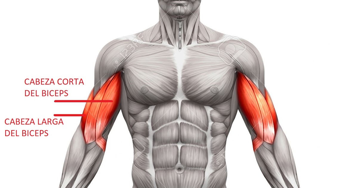 Anatomia del BICEPS
