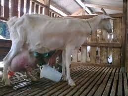 Cara Merawat Kambing Perah Secara Benar