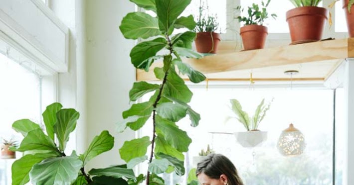 Decoración Fácil: Árboles que podrás tener en el interior de tu hogar