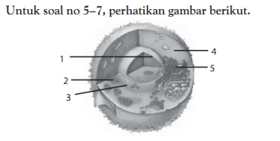 Sahabat Yoeli Soal Soal Biologi Kelas Xi