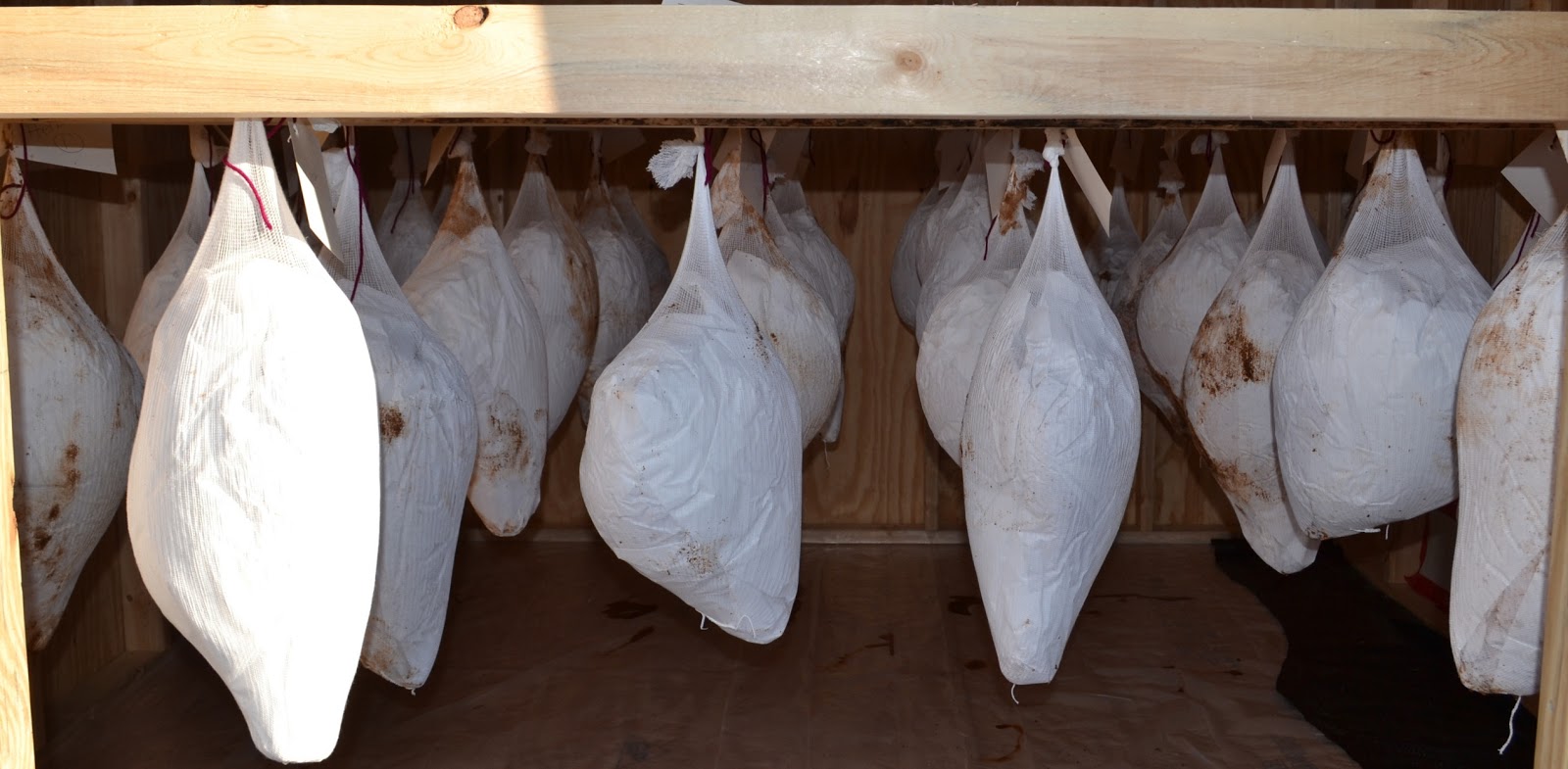 Extension to the 3rd Degree: 4-H Country Ham Project Begins in Carroll ...