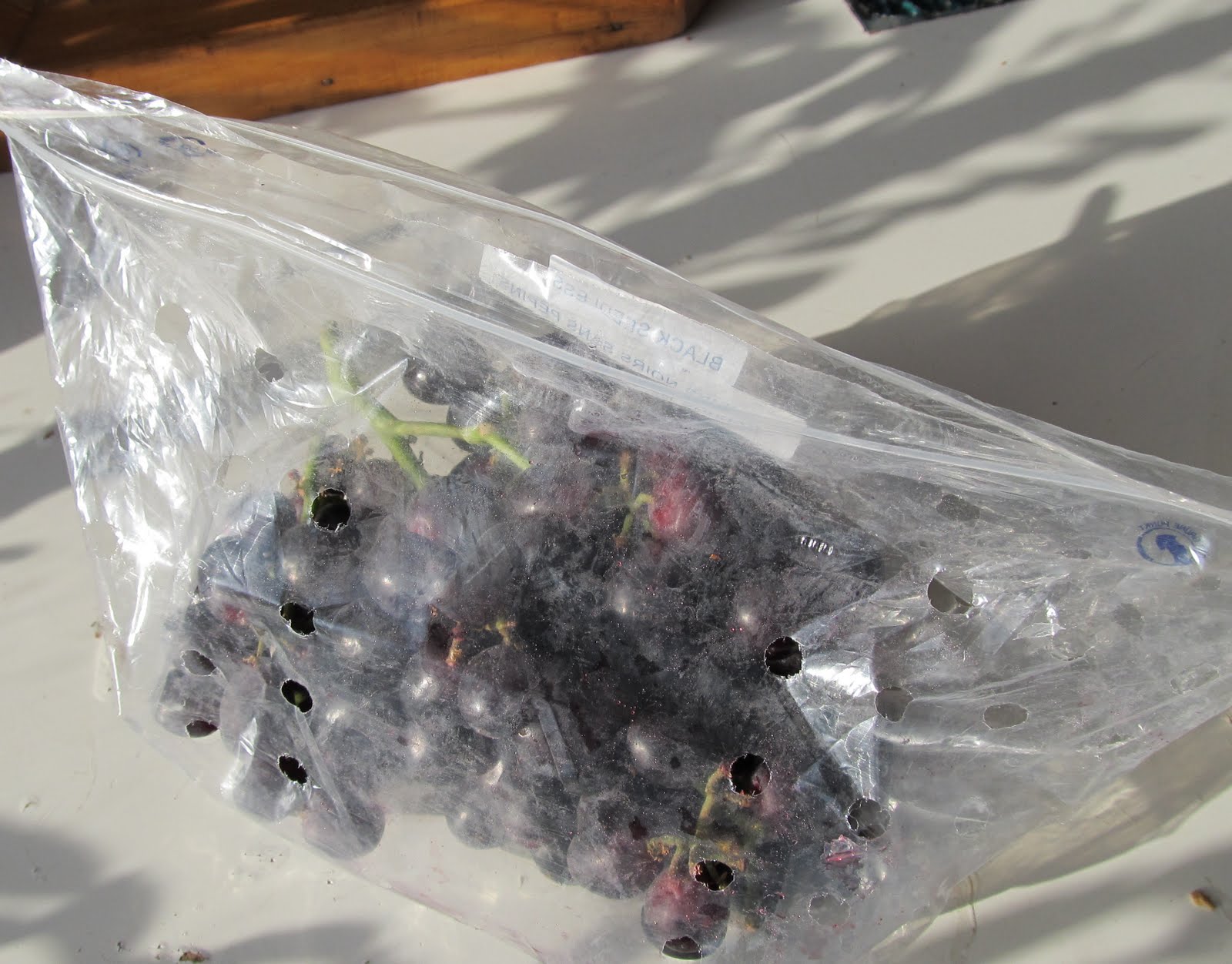 Garden State Bulb Grape Seedless Concord, Live Bare Root Plant (Bag of 1)  ECS-18-01-01 - The Home Depot