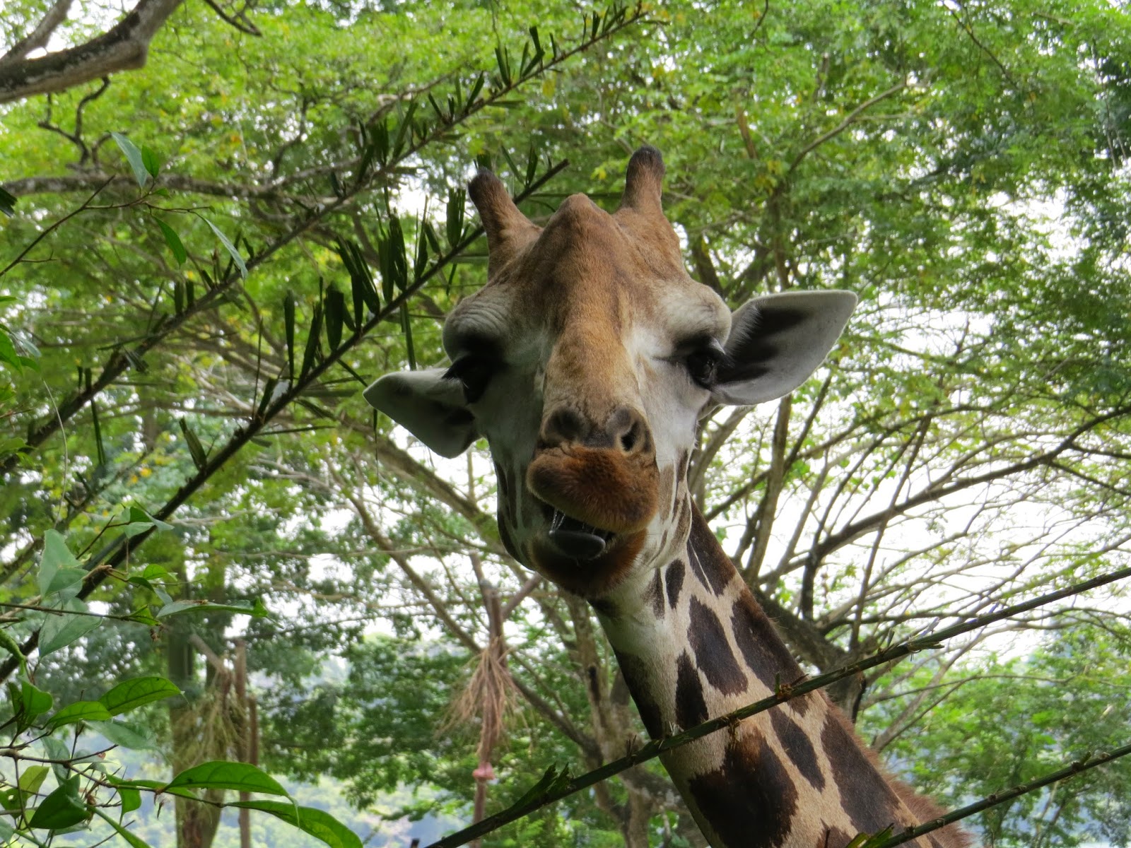 зоопарк в бишкеке