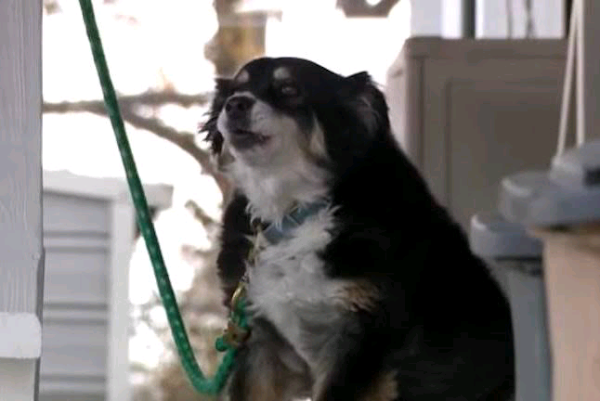Late businessman's dog inherits $5 million Late businessman's dog inherits $5 million