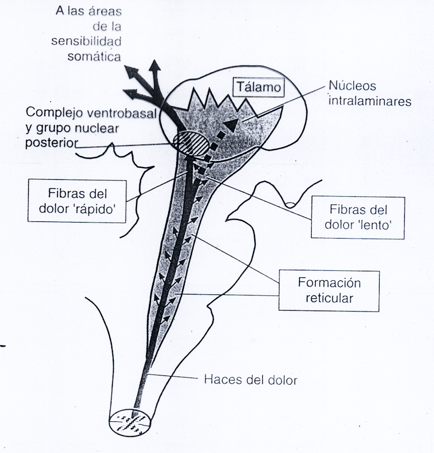 Sistema de analgesia
