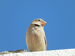 Naturaestimada