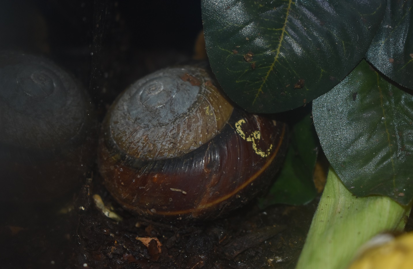ZOOTOGRAFIANDO (6.100 ANIMALS) CARACOL GIGANTE MAGNOLIA / GIANT MAGNOLIA SNAIL (Bertia