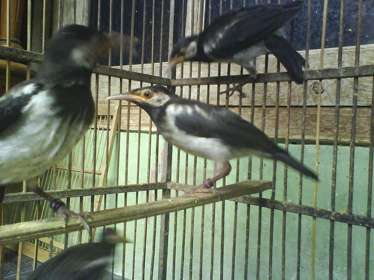 BERJALAK: CARA PERAWATAN BURUNG JALAK SUREN