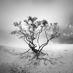 blanco paisajes negro dibujos hengki koentjoro imagenes photographer asia imagen bonitas imagui fotograf photographs violines pull wave sobre hermosos edwards